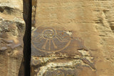 Decorated Battle Shield