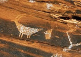 Boat-Body Sheep